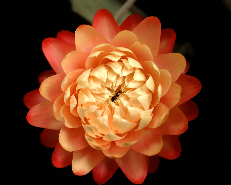 Little Straw Flower