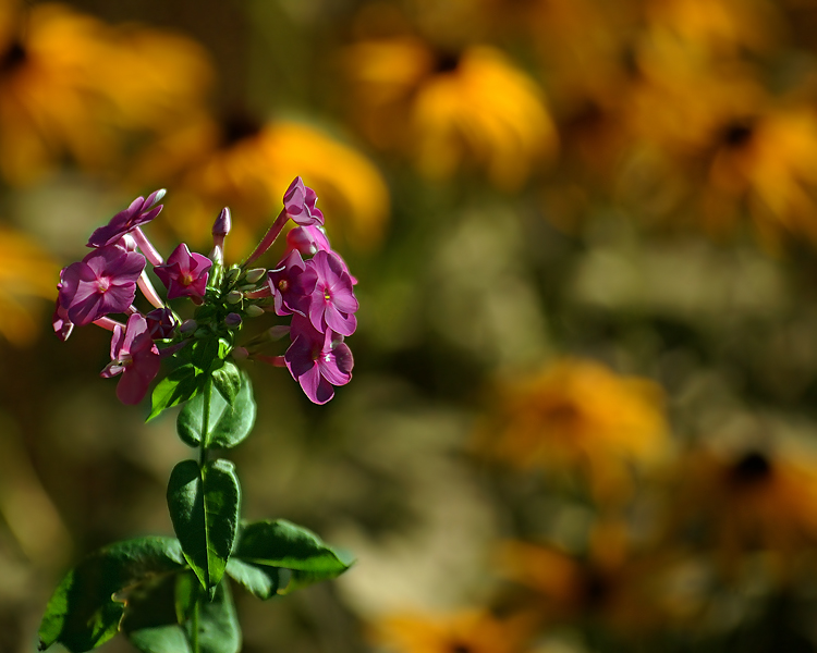 Morning Garden