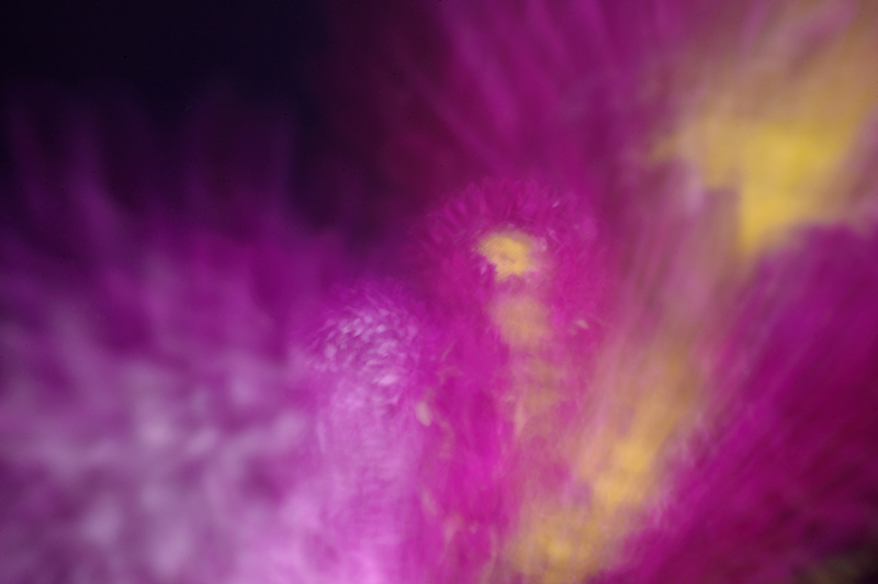 Aster Abstract