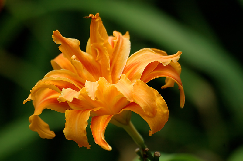 Double Decker Orange Lily