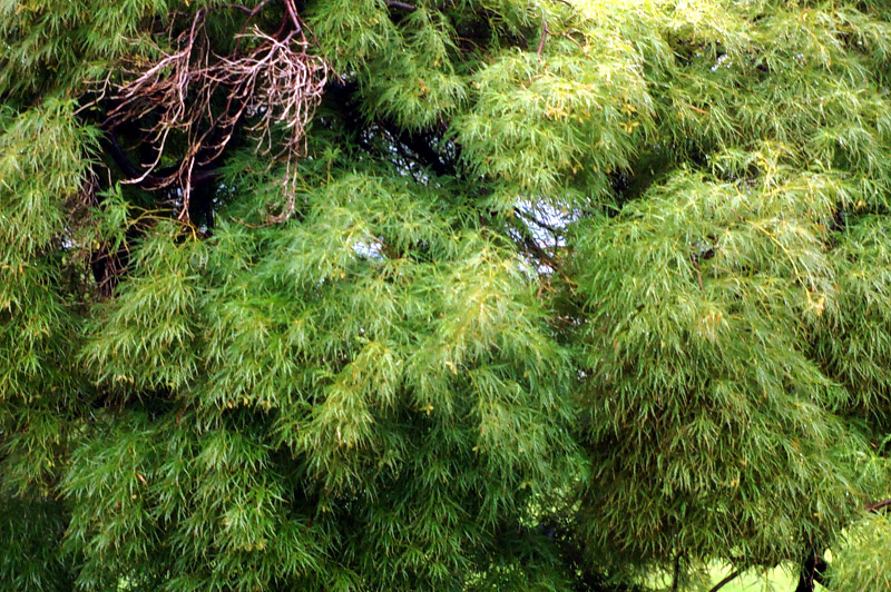 Japanese Maple 2: A Bit More Blur