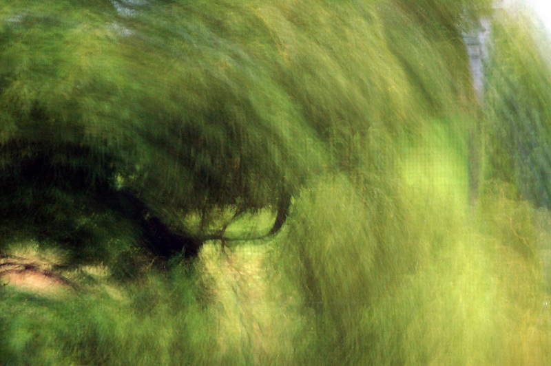 Japanese Maple 3: Radial Camera Pan