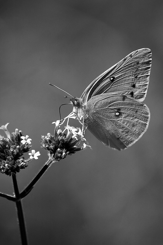 Sulphur on Verbena