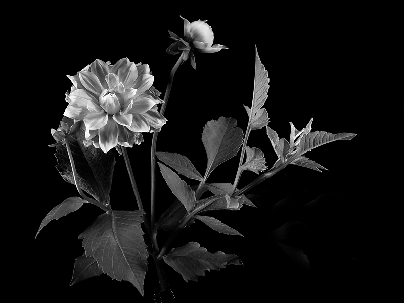 Dahlia Buds and Leaves