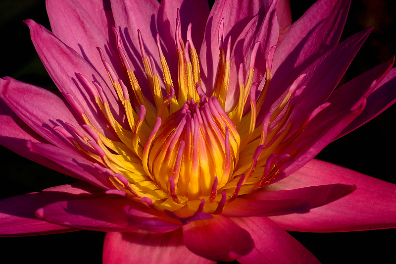 Resplendent