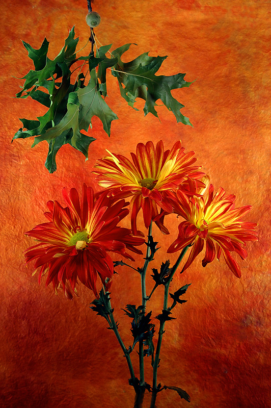 Red Rovers by Oak Leaves and Acorn