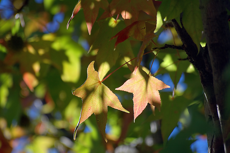 Touch of Fall