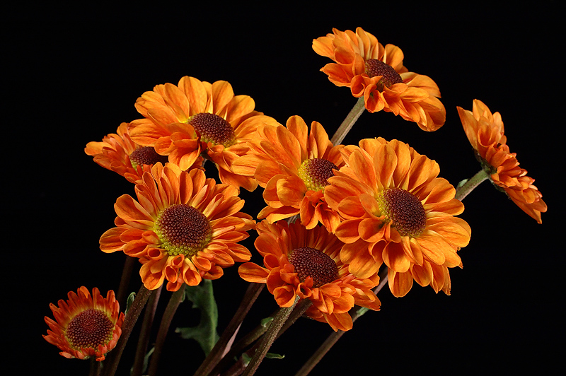 A Few More Mums