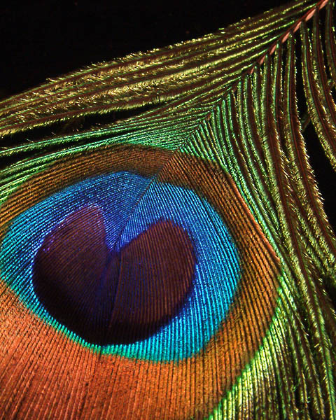 Peacock Eye