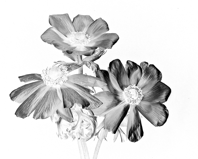 AnemoneTrioDPCsfw.jpg