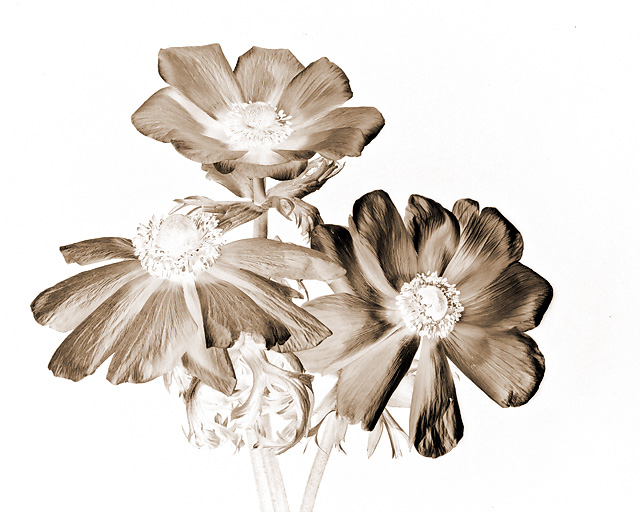 AnemoneTrioDPCSep.jpg