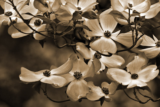 DogwoodSep1.jpg