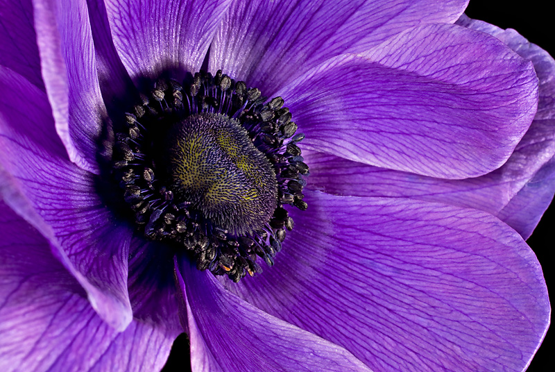 Anemone XII