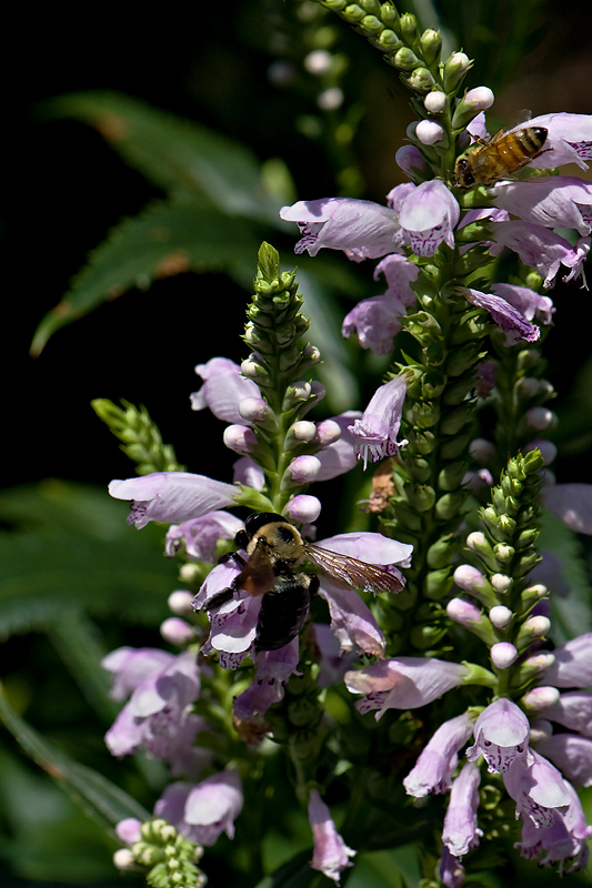 Bee Buffet