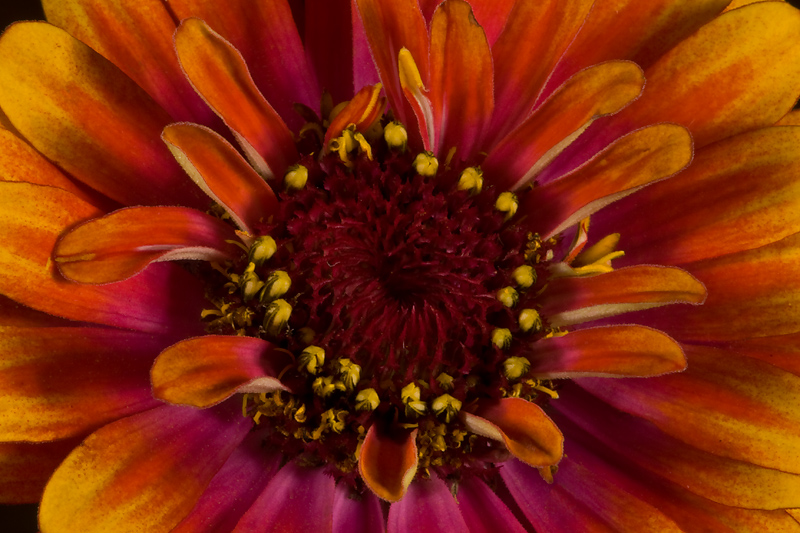 Zinnia