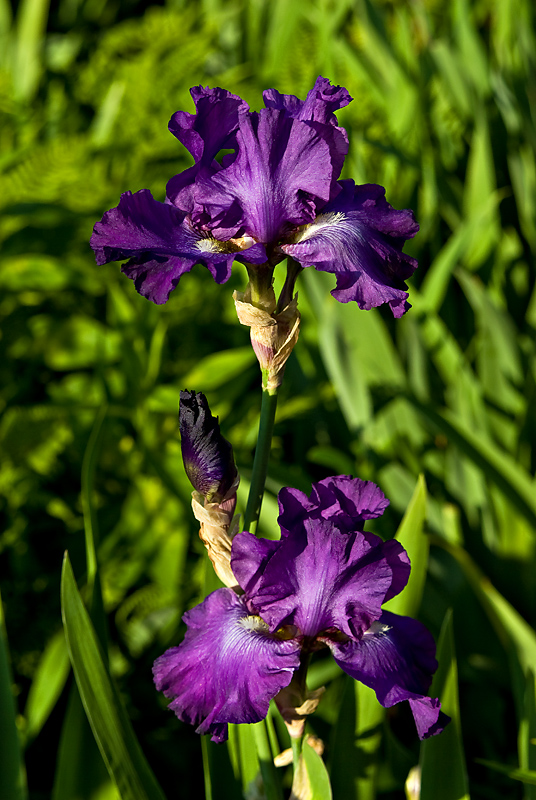 Iris 08-01