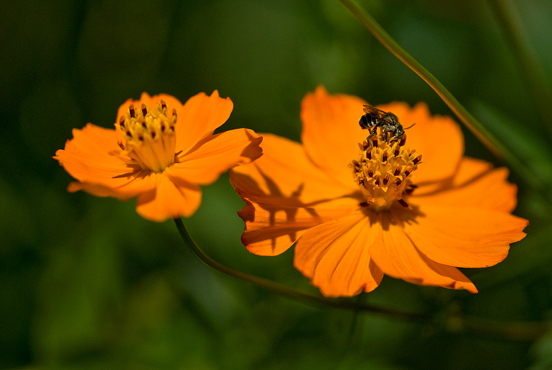 Bee on Sulphur Cosmos