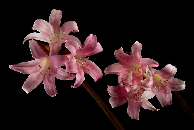 Summer Amaryllis
