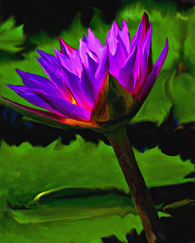 Painted Lily