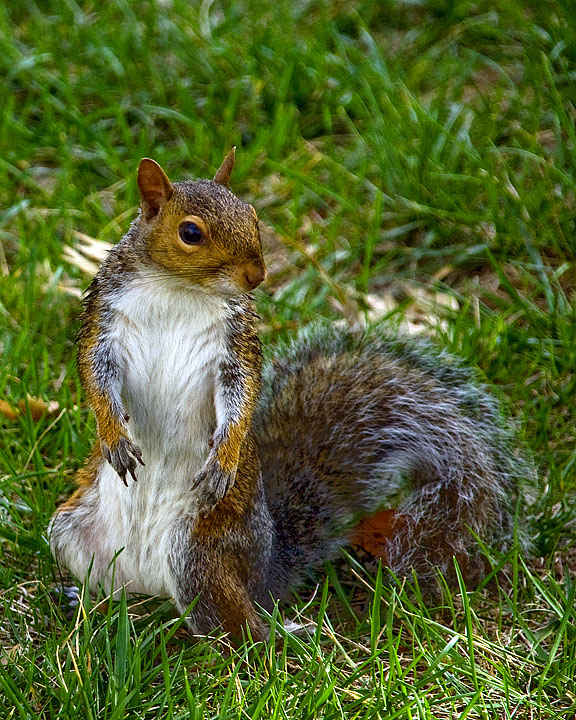 Park Squirrel
