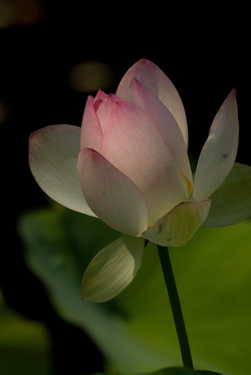 Lotus Rising Orig Resize USM