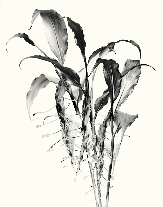 Globba Zelropa