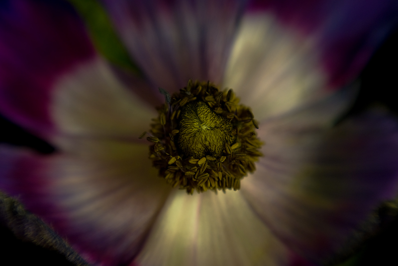 AnemoneLB1