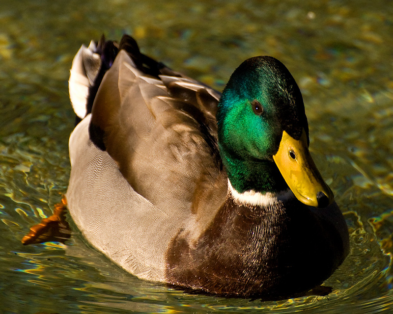 Mallard