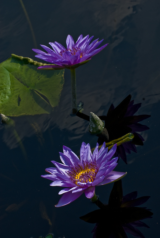 Water Lilies and Reflections Original