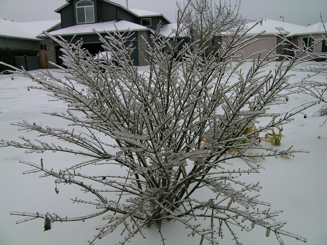 Iced bush