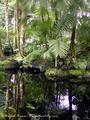Forest Reflections