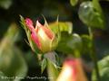 Rose Bud