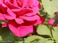 Roses Are Red