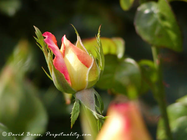 Rose Bud