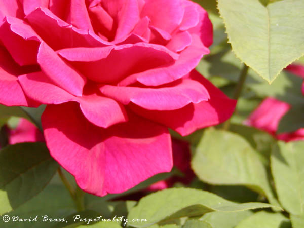 Roses Are Red