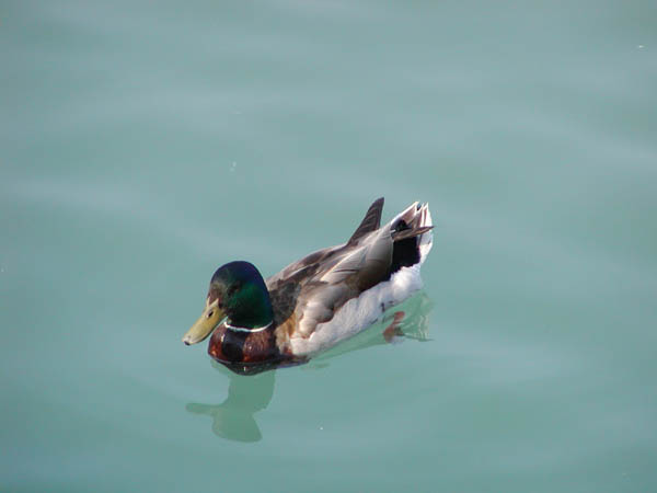 Duck On Water
