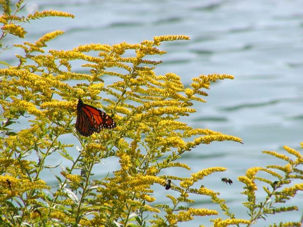 Flying Among The Bees