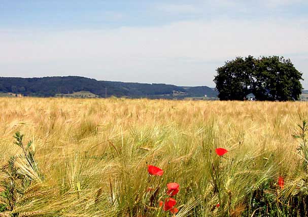 Field in the summer