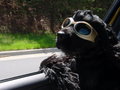 Cool Breeze