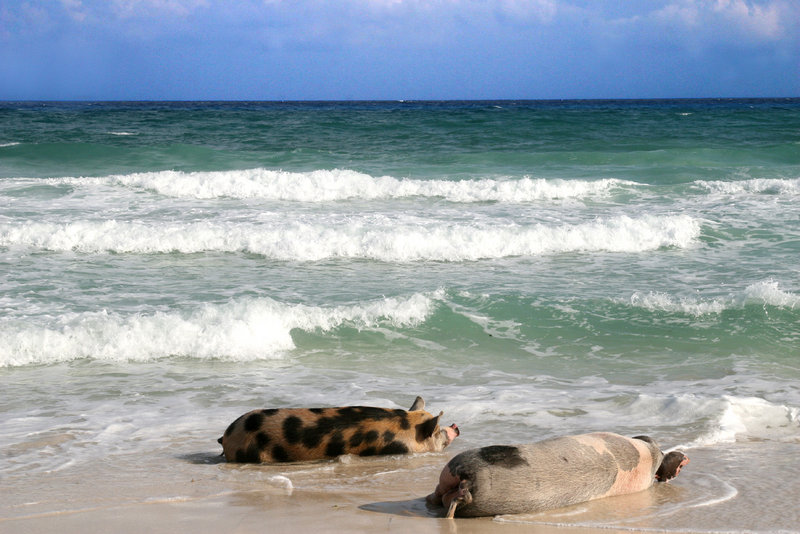 Bacon on the Beach Part Deux