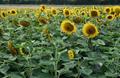 Sunflower Field