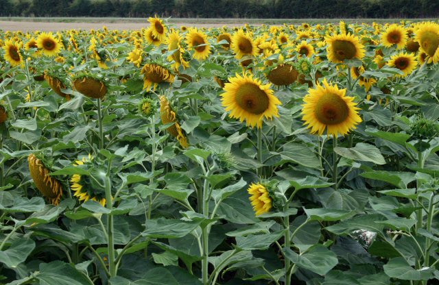 Sunflower Field