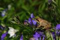 Common Frog