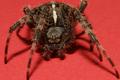 spider_3.jpg