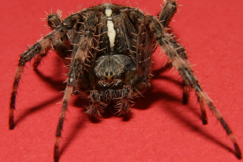spider_3.jpg
