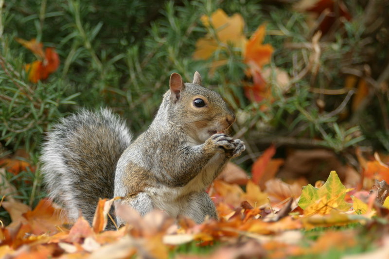 Grey Squirrel