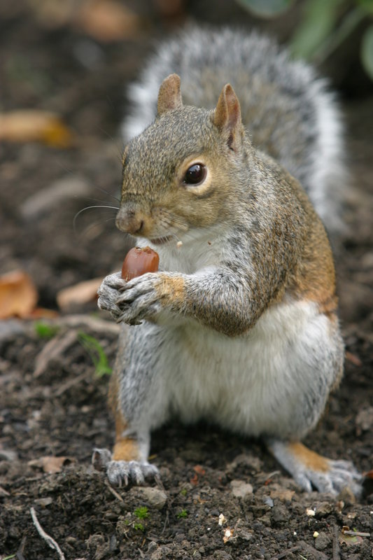 Grey Squirrel.JPG