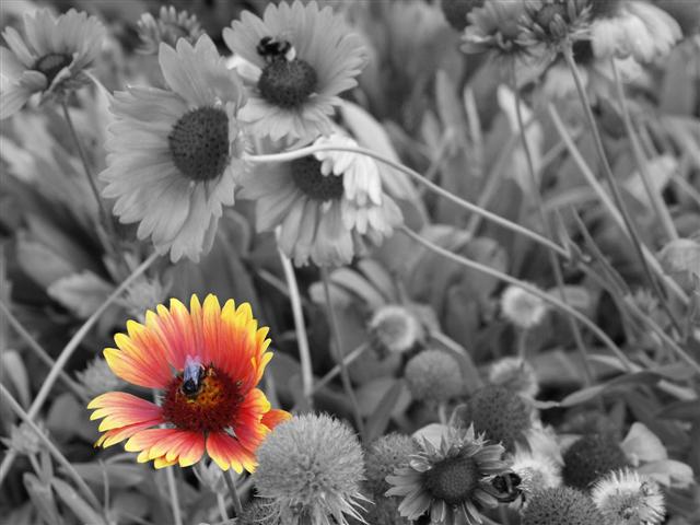 Desat Bee Flower.jpg