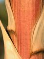 yucca