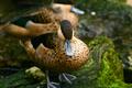 ducks